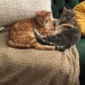 Cat Lover 的头像