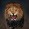 Vallydawg profil fotoğrafı