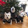 Dog333 🐾🐾🐾 (Jimmy, Dodger and Mom) profil fotoğrafı