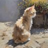 アッカ・ゴーゴー profil fotoğrafı