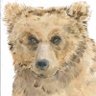 Steppe Stories's profile picture