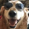 Profilbild von Puppitsoplays