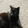 猫味噌's profile picture