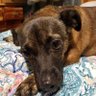 Zigford B.Chinook's profile picture