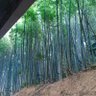 Фото профиля 扶桑游
