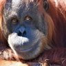 Laurent profil fotoğrafı
