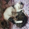 Фото профиля ちゃちゃまる