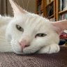 Profilbild von ｆｕｇｕｆｌｏｎｔａｌ
