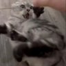 lipomi profil fotoğrafı
