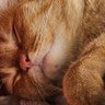 Profilbild von แมวส้มสาวพเนจร🐱
