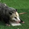 David Kleckner's profile picture