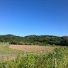 青りんご 的头像
