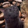 CrazyCatGemini 的头像