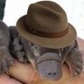 Platypus in a hat's profile picture
