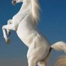 Bayram's profile picture
