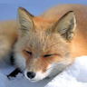 Foxyisinhell 的头像