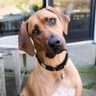 DoggyTales's profile picture
