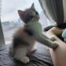 Oreum's profile picture
