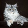 Фото профиля Lam_Mim_Shad