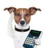 Pet's Tender Caresses's profile picture