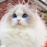 Lady🇺🇦💙💛 profil fotoğrafı