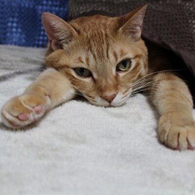 猫整体　キュベレイ's profile picture