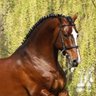 Фото профиля AmericanThoroughbred