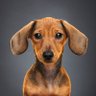 Beloved Pet's Paw-sitive Love's profile picture