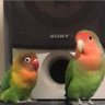 momenko profil fotoğrafı