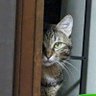 よぽす's profile picture