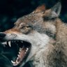 Young wolf profil fotoğrafı