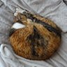 neko_naro's profile picture