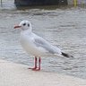 John Seagull profil fotoğrafı