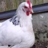 TheChicken 的头像