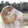 Lorenzo Levi Brown :🐏🐑 Follow Me On BlueSky 🦋 的头像