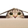Фото профиля CuriousCat