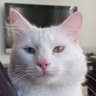 Ato profil fotoğrafı