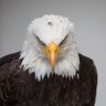 EagleMax🇧🇷🇪🇸🌎's profile picture