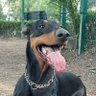 Alfred Doberman profil fotoğrafı