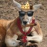 KingKangaroo9696@Youtube 的头像
