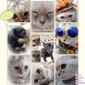 ルゥク profil fotoğrafı