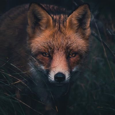 千ㄖ乂 🦊's profile picture