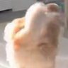 Profilbild von Vaguely Ghost Dog Shaped Venk