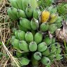 Фото профиля กล้วย