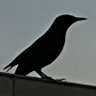 ほんだし profil fotoğrafı