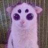 Фото профиля Jakyri - real pawtriot UwU