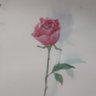 mimi...🌹's profile picture
