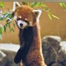 えつこ 的头像