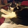 Gato Man 的头像