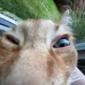 Profilbild von Glav